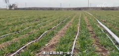 无人机逃肥、滴灌设备、机械人嫁接种苗……从